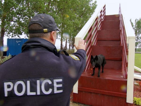 Pet Heroes - To The Rescue