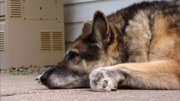 Pet Heroes - Above And Beyond