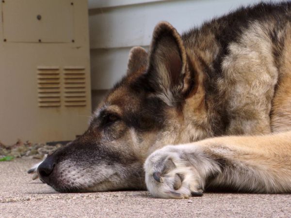 Pet Heroes - Above And Beyond
