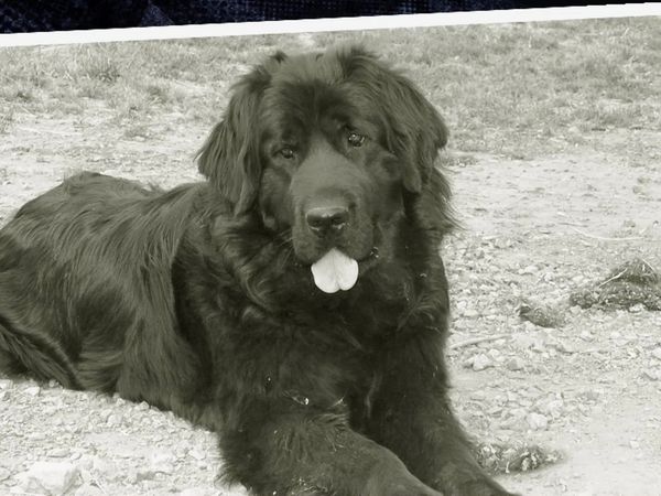 Pet Heroes - Deeds Not Words