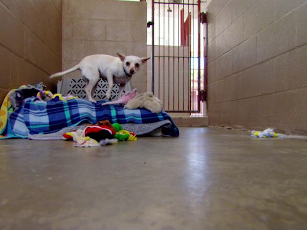 Pet Heroes - Legacy Of Hope