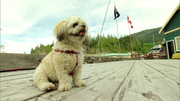 Pet Heroes - A Friend In Need