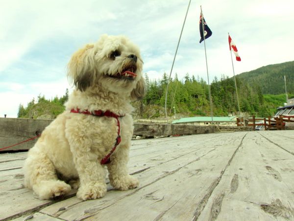 Pet Heroes - A Friend In Need