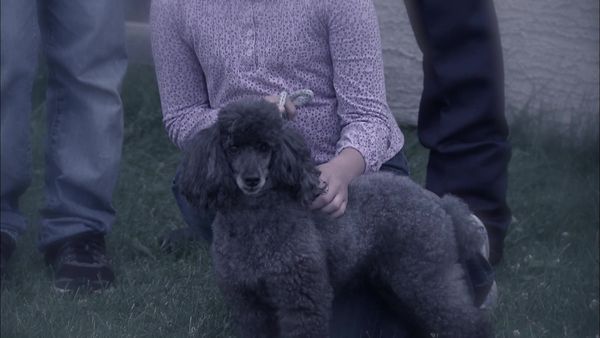 Pet Heroes - Pet Detectors