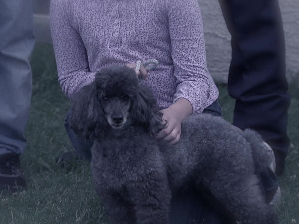 Pet Heroes - Pet Detectors