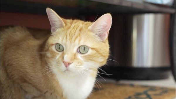 Pet Heroes - Pay It Forward