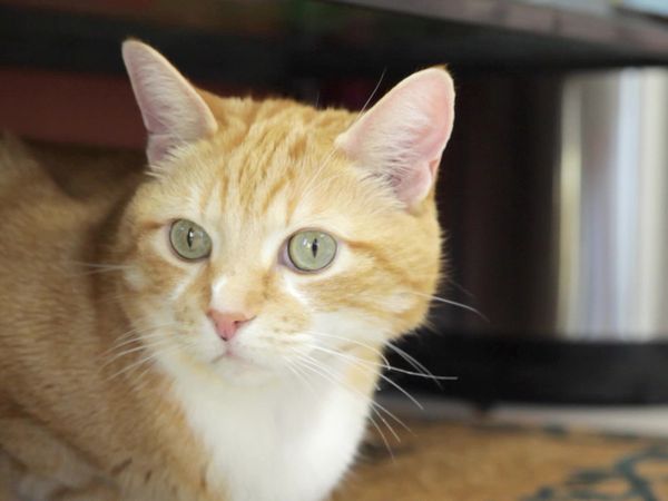 Pet Heroes - Pay It Forward
