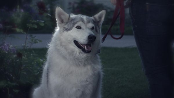 Pet Heroes - Silent Threats