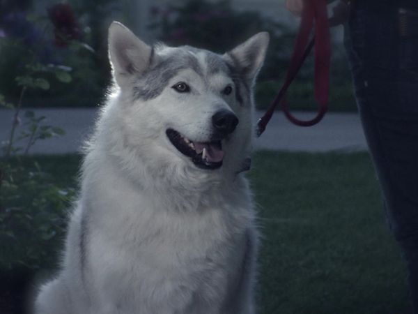 Pet Heroes - Silent Threats
