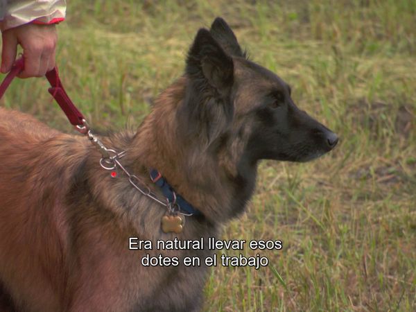 Pet Heroes - Nose For Trouble