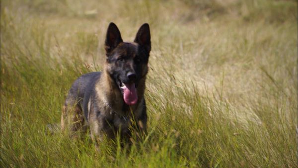 Pet Heroes - A Lasting Legacy