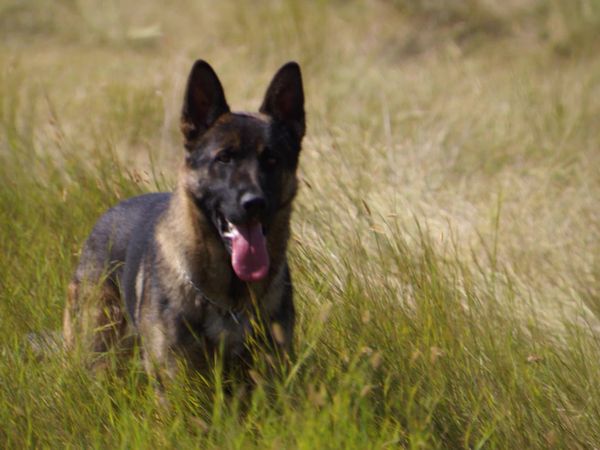 Pet Heroes - A Lasting Legacy
