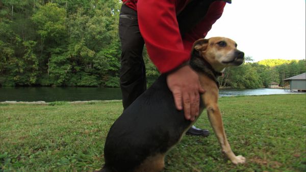 Pet Heroes - The Underdogs