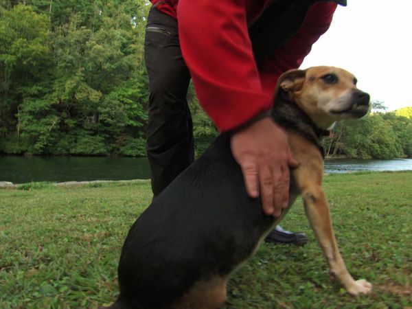Pet Heroes - The Underdogs