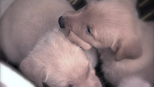 Pet Heroes - A Mother's Heart