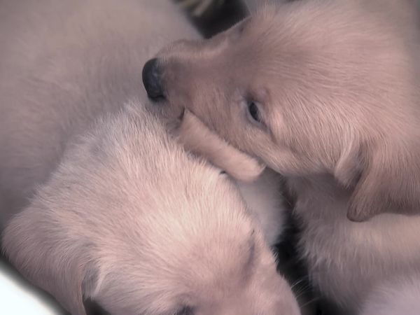 Pet Heroes - A Mother's Heart