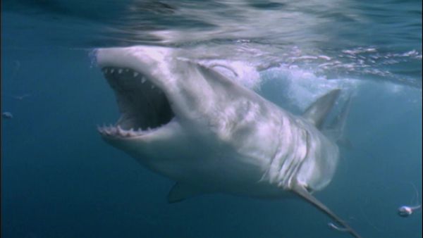 When Sharks Attack - Fiordland National Park