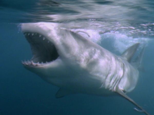 When Sharks Attack - Fiordland National Park