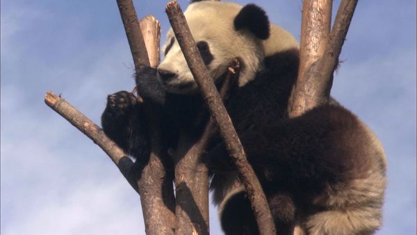 Panda Nursery - Episode 1