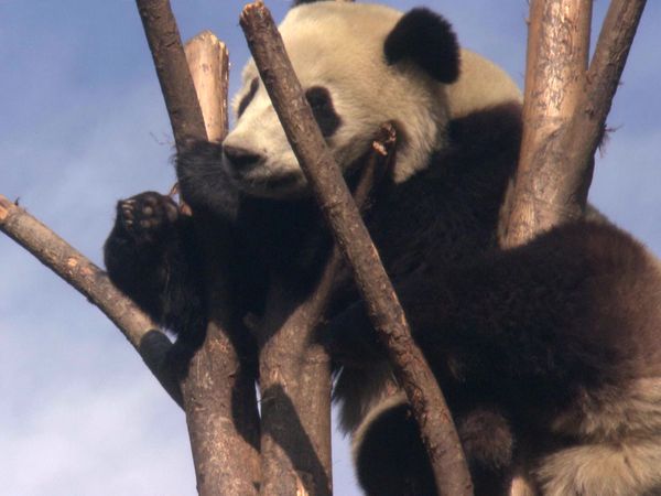 Panda Nursery - Episode 1