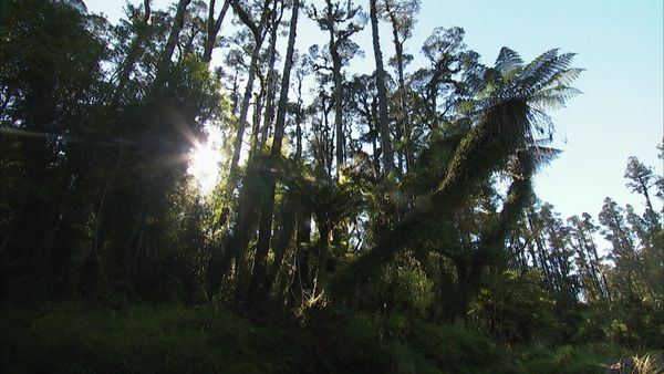 Wild About New Zealand - Kahurangi, Paparoa, Westland