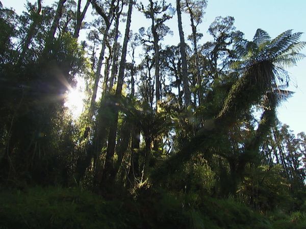 Wild About New Zealand - Kahurangi, Paparoa, Westland