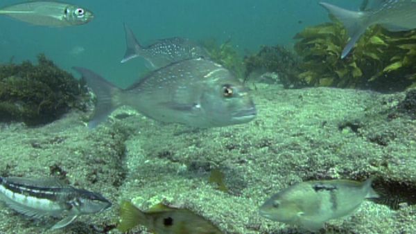 Wild About New Zealand - Hauraki Marine Park