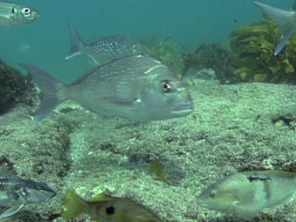Wild About New Zealand - Hauraki Marine Park