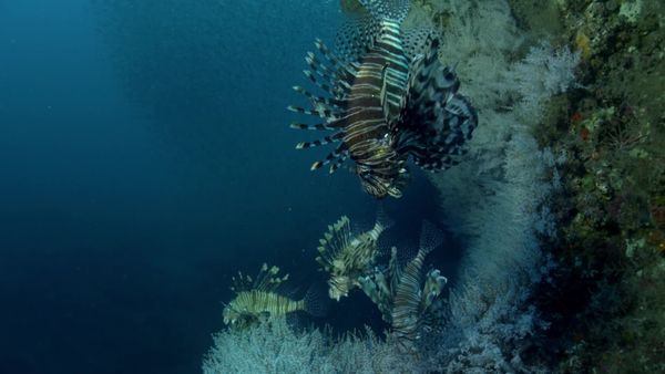 Conquerors - Lionfish