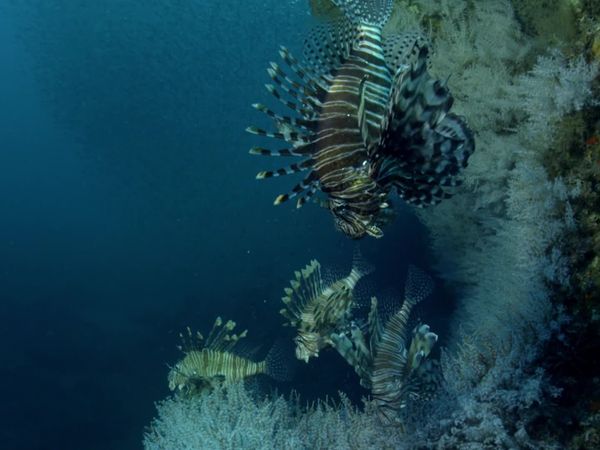 Conquerors - Lionfish