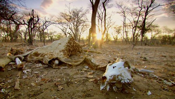 Nature Shock - Lions vs Giraffes