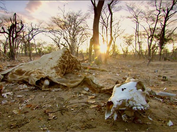Nature Shock - Lions vs Giraffes