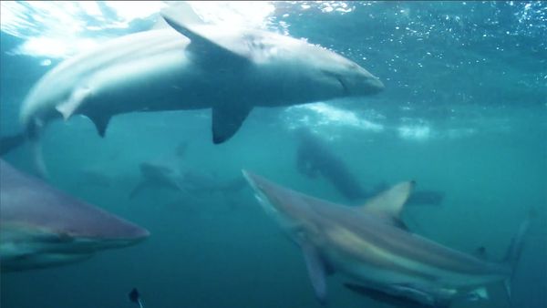 Nature Shock - Shark Gangsters