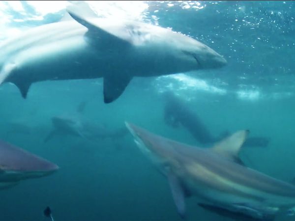 Nature Shock - Shark Gangsters