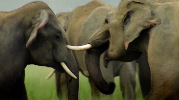 Nature Shock - Elephant Murder Mystery