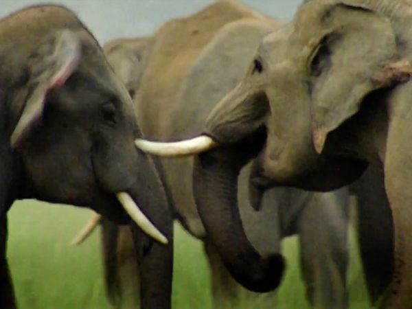 Nature Shock - Elephant Murder Mystery