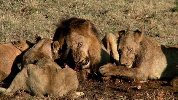 Ciencia Animal - Depredadores temibles