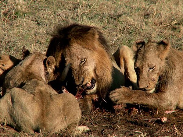 Ciencia Animal - Depredadores temibles