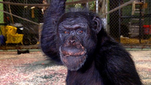 Ciencia Animal - Primates