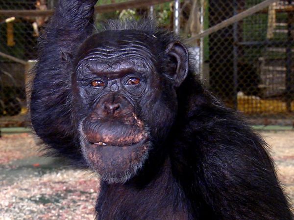 Ciencia Animal - Primates