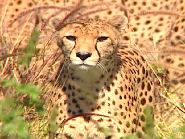 Ciencia Animal - El velocista más rápido