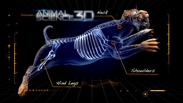 Ciencia Animal - Gatos