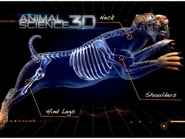 Ciencia Animal - Gatos