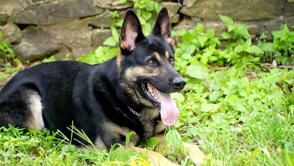 Ciencia Animal - Perros