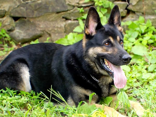 Ciencia Animal - Perros