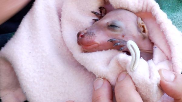 Ciencia Animal - Animales australianos