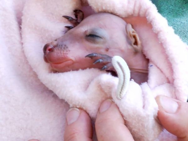 Ciencia Animal - Animales australianos