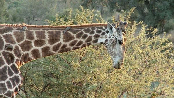 Ciencia Animal - Animales de África