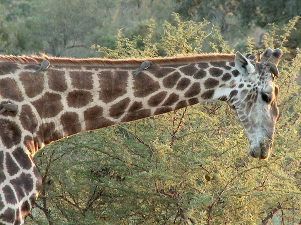 Ciencia Animal - Animales de África