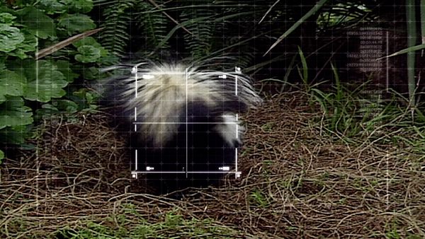 Ciencia Animal - Rasgos animales